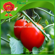 sweet cherry Tomato low calorie healthy fruits in market